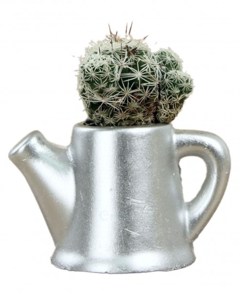 Mini Çiçek Saksı Küçük Sukulent Gümüş Kaktüs Saksısı Mini Çaydanlık Model